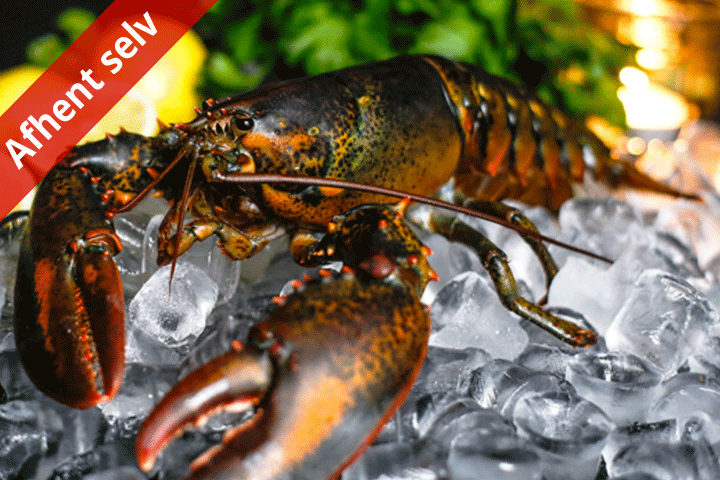 Aagaard-Larsen IVS, Server en lækker nytårsmenu bestående af ½ kogt hummer ink. aioli Billede af Aagaard-Larsen IVS, Server en lækker nytårsmenu bestående af ½ kogt hummer ink. aioli