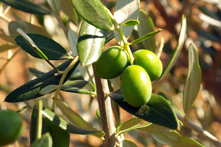Skab en ægte sydlandsk middelhavsstemning hjemme i stuen med middelhavs frugttræer5 