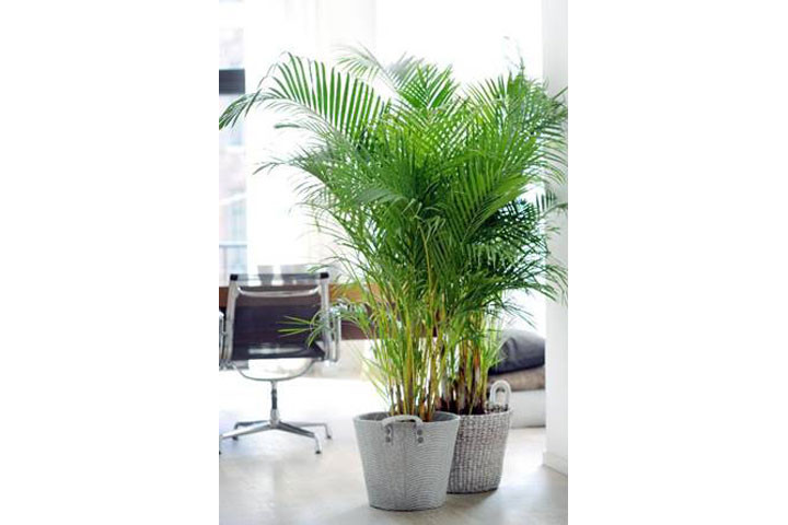 Areca palmetræer med luftrensende effekt 2 
