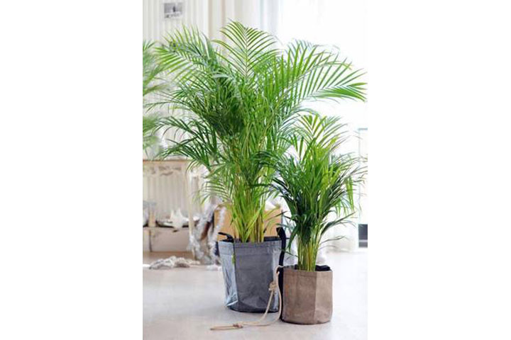 Areca palmetræer med luftrensende effekt 3 