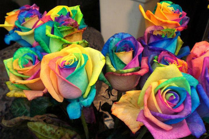 Dyrk dine egne multifarvede roser med en pakke rosenfrø3 