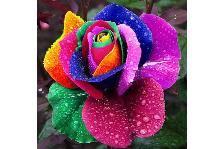 Dyrk dine egne multifarvede roser med en pakke rosenfrø4 