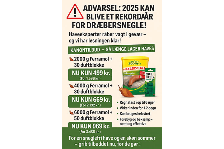ADVARSEL: 2025 kan blive et rekordår for dræbersnegle!2 