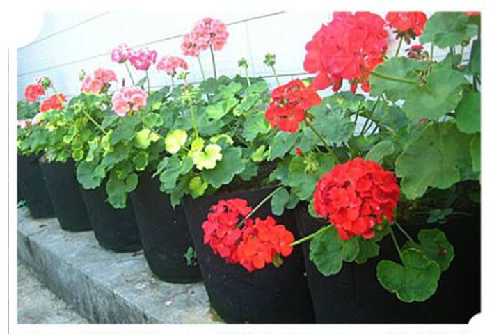 Grow Bag til planter, der giver dine planter de perfekte vilkår for vækst 5 